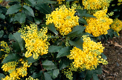Oregon grape